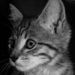 gregc08 greg Profile Picture